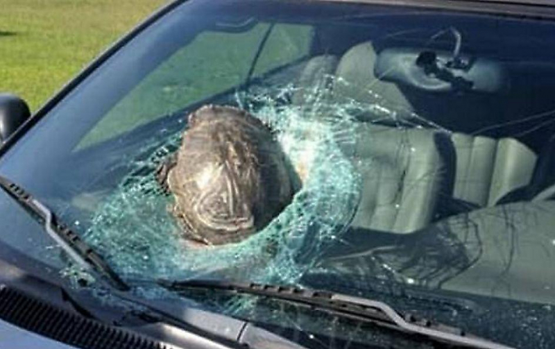 Грузовик наехал на черепаху, которая разбила лобовое стекло автомобиля ▶