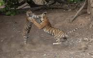 Молодая тигрица напала на взрослого тигра в индийском заповеднике (Видео) 6