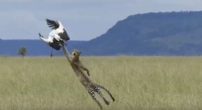 Неудачный прыжок леопарда попал на видеокамеру в Танзании