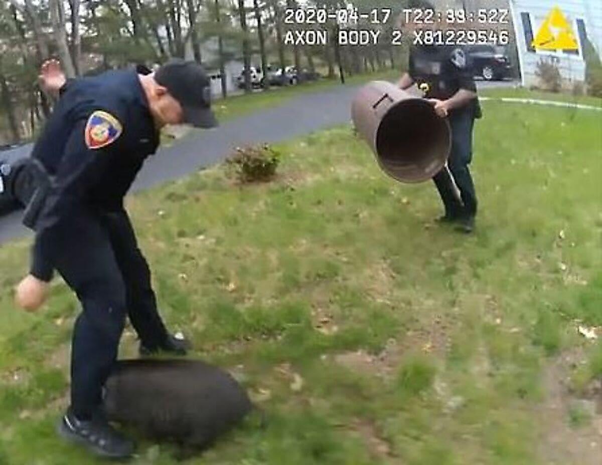 Неуловимая свинья долгое время уходила от преследования неуклюжих полицейских
