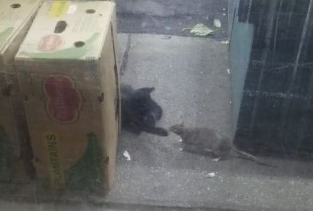 Огромную крысу не испугала кошка, оказавшаяся на её пути в овощном магазине (Видео)