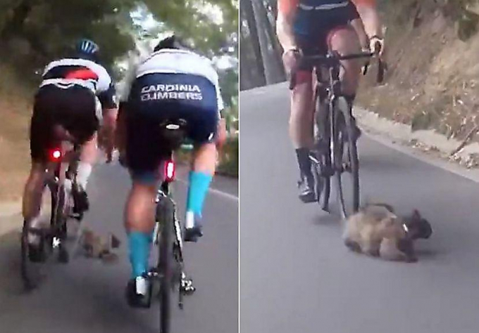 Появившаяся на дороге кошка, отправила в больницу четырёх австралийских велосипедистов ▶