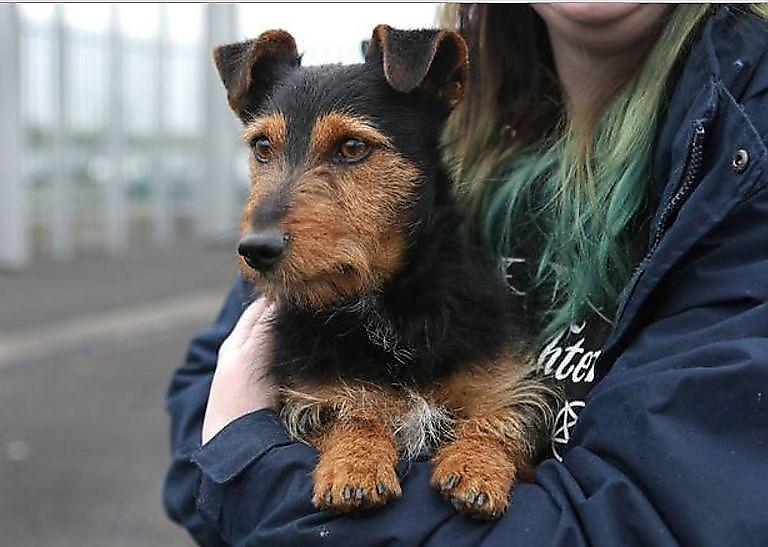 Пёс сбежал от хозяев и совершил самостоятельное путешествие на электричке по Ирландии ▶