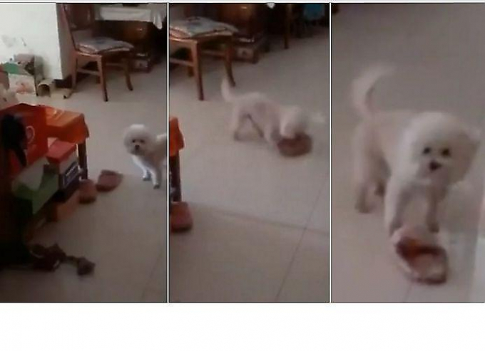 Пёс, терзающий тапку, был пойман с поличным хитрым владельцем (Видео)