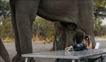 Смелые туристки запечатлелись со слоном с экстремально близкого расстояния (Видео)