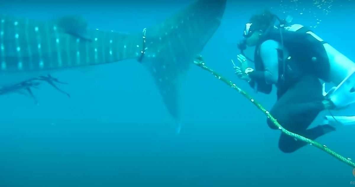 Тайские водолазы попытались спасти китовую акулу, плавающую с верёвкой на хвосте