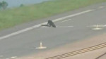 Аллигатор задержал посадку самолёта во Флориде (Видео)