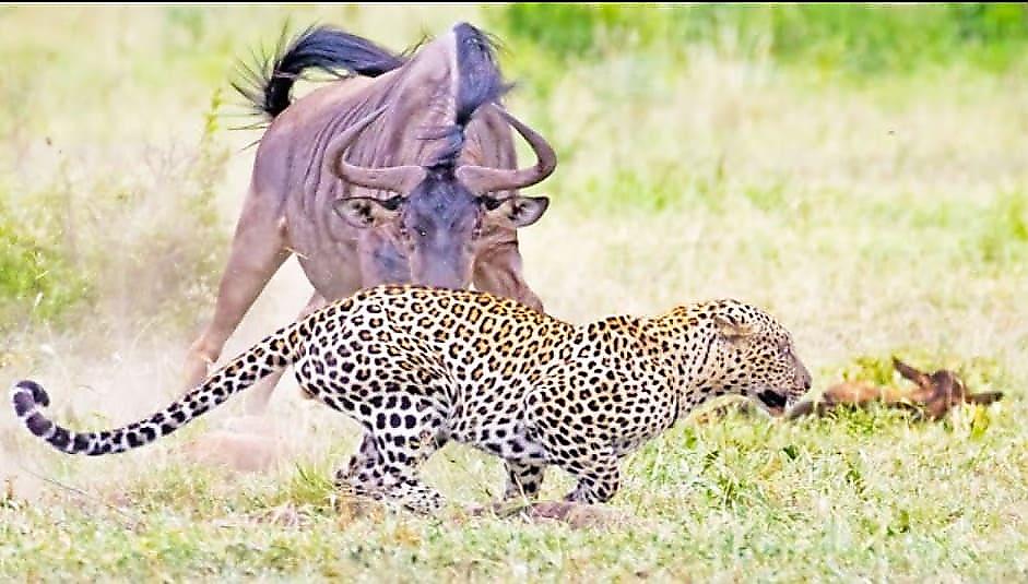 Антилопа тщетно пыталась отбить раненого детёныша от стервятников, бородавочников, гиены и леопарда