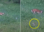 Битва оленя с ястребом, поймавшим кролика, попала на камеру в США