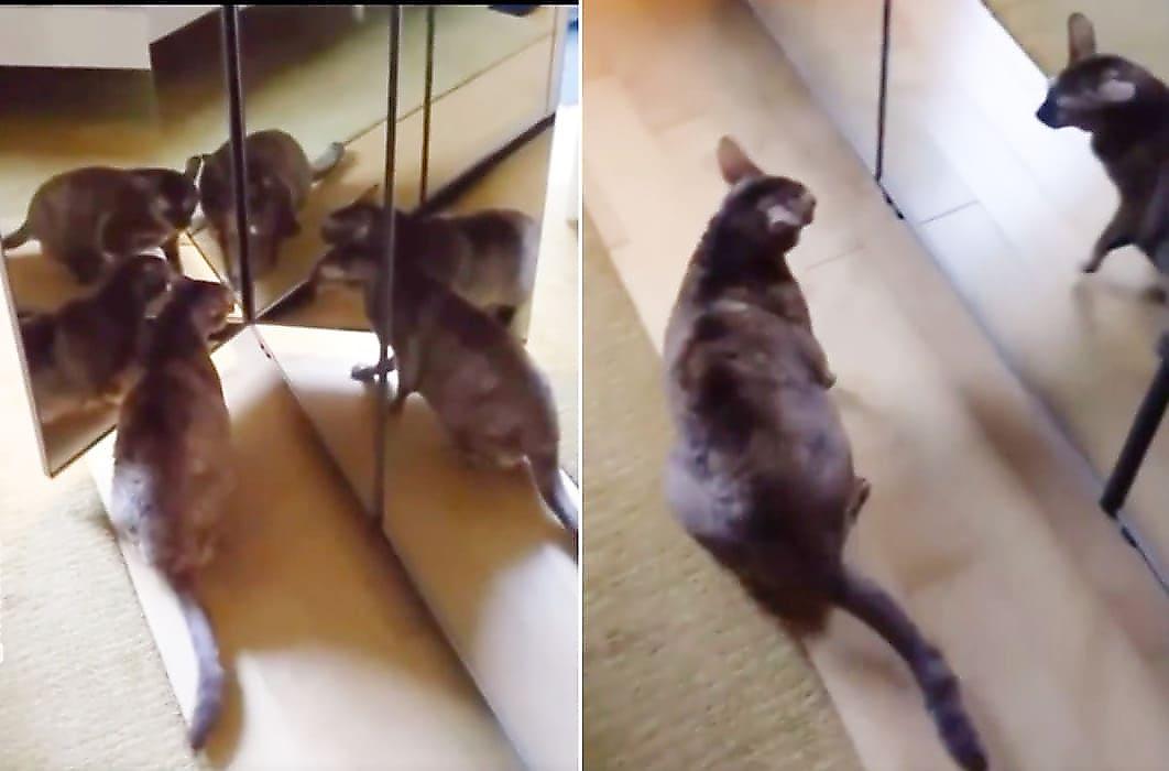 Хозяин спас своего кота, окружённого сородичами из «зазеркалья» - видео
