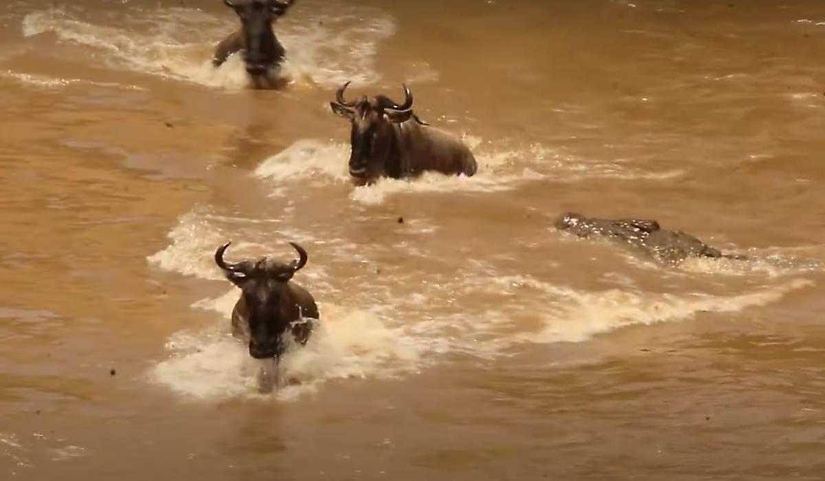 Кровожадный крокодил утащил антилопу на дно реки на глазах у туристов в Кении