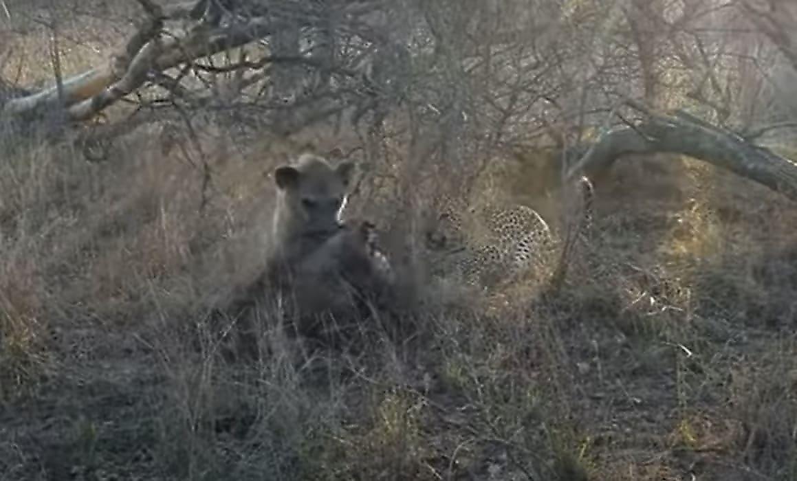 Леопард и гиена не поделили свинью на глазах у туристов в ЮАР