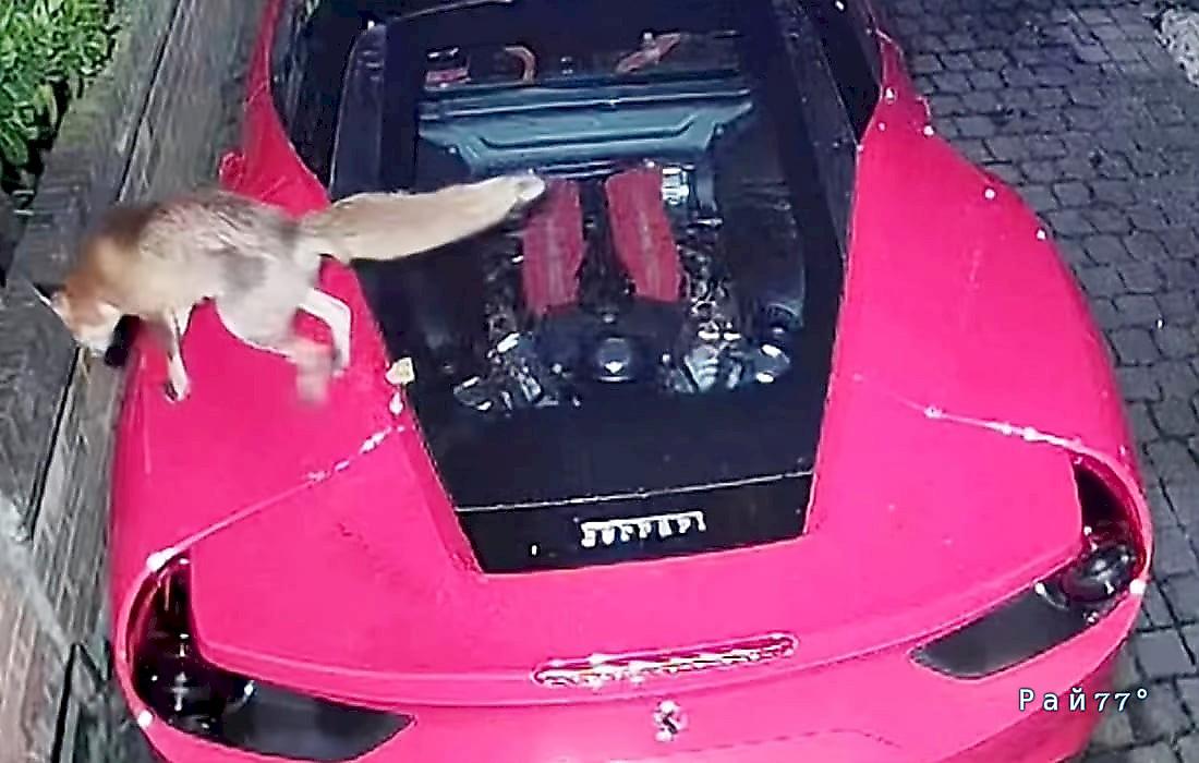Лисица пометила Ferrari и попала на видео в Лондоне