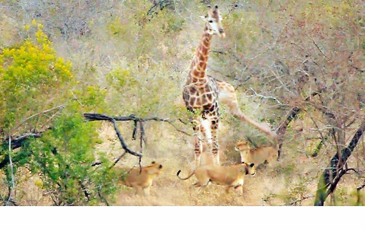 Львицы окружили жирафа в африканском заповеднике