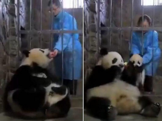 Мать-панда за яблоко «продала» детёныша в китайском заповеднике ▶