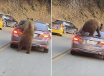 Медведь, забравшись на легковушку, попытался проникнуть к источнику вкусного запаха в США