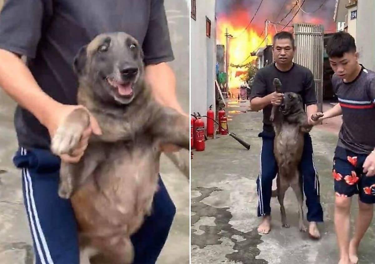 Испуганный пёс отказался добровольно покидать загоревшийся хозяйский дом во Вьетнаме
