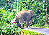 Любвеобильный слон перегородил дорогу туристу и устроил «краш-тест» его автомобилю ▶ 3