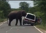 Слон в поисках пропитания заставил пассажиров покинуть фургон на Шри-Ланке