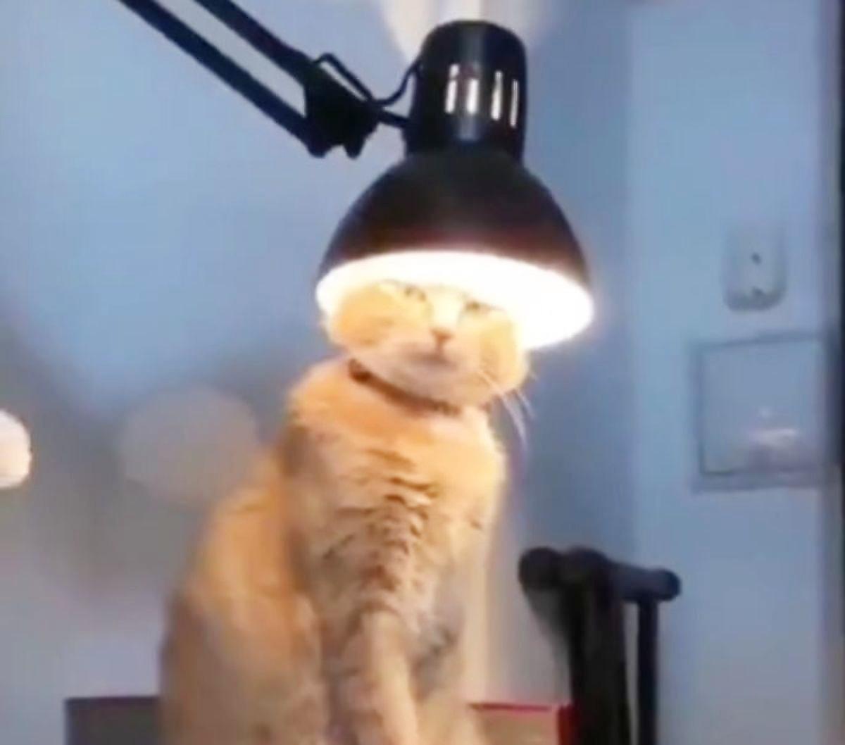 «Святой Евлампий»: «медитирующий» под лампой кот прославился в сети
