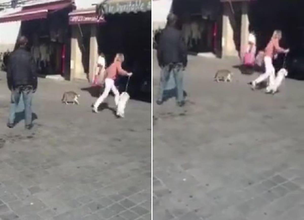 Боевая кошка преградила дорогу женщине с собакой на рыночной площади