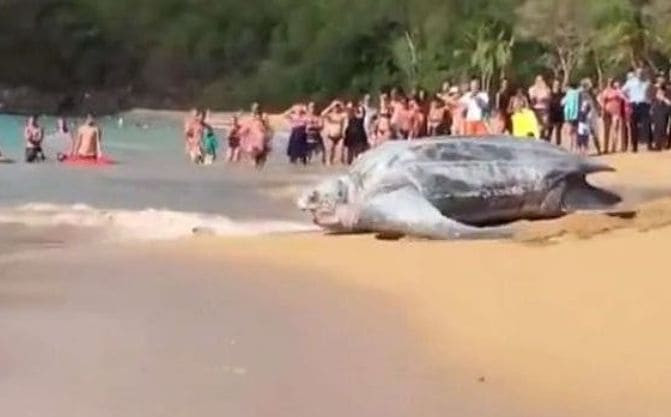 Гигантская черепаха пересекла пляж на глазах у шокированных туристов (Видео)