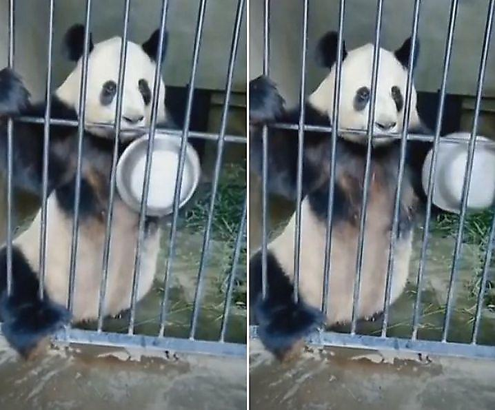 Голодная панда, вооружившись пустой миской, потребовала накормить себя ▶
