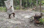 Хитрый орангутан, забравшийся в мешок, не испугал своих сородичей в Индонезии (Видео)