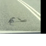Ящерица и змея, устроившие поединок, перекрыли движение на дороге в Австралии ▶