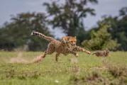 Канадский фотограф запечатлел молниеносную охоту гепарда на зайца в африканском заповеднике 0