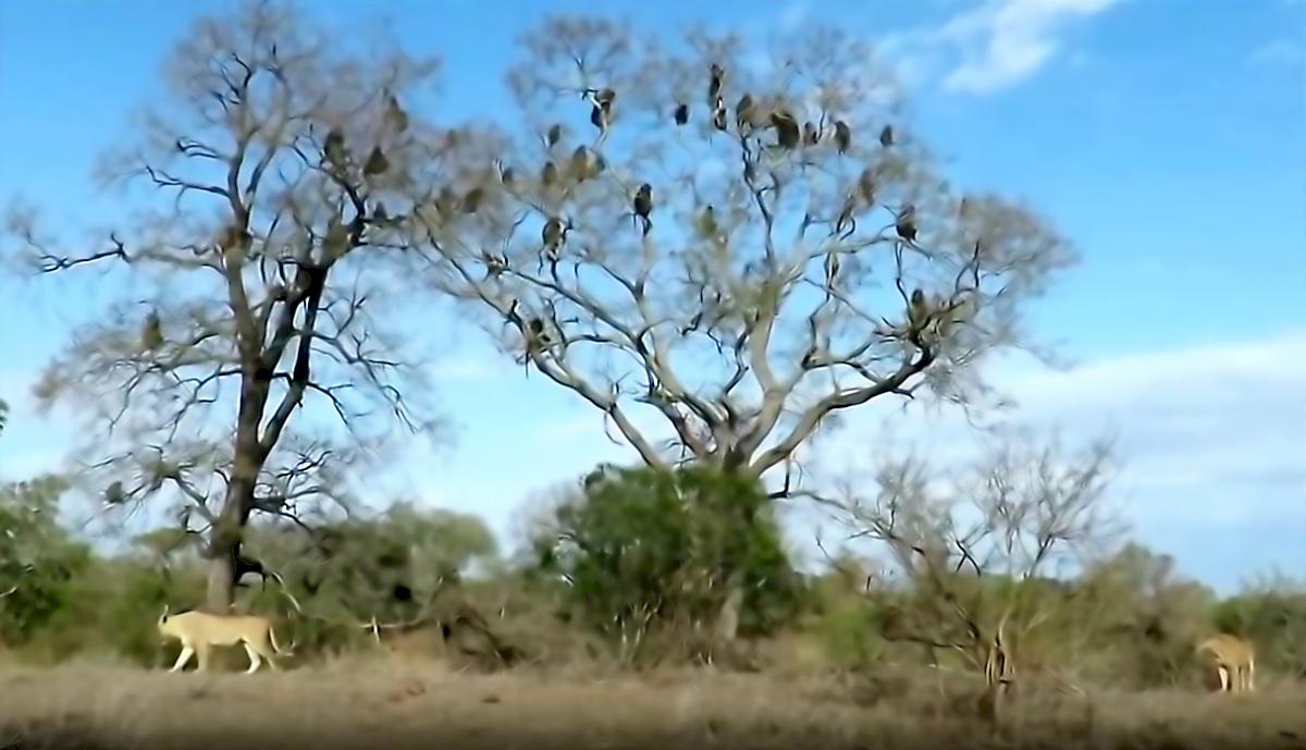 Львицы загнали на дерево стаю бабуинов на глазах у туристов в ЮАР