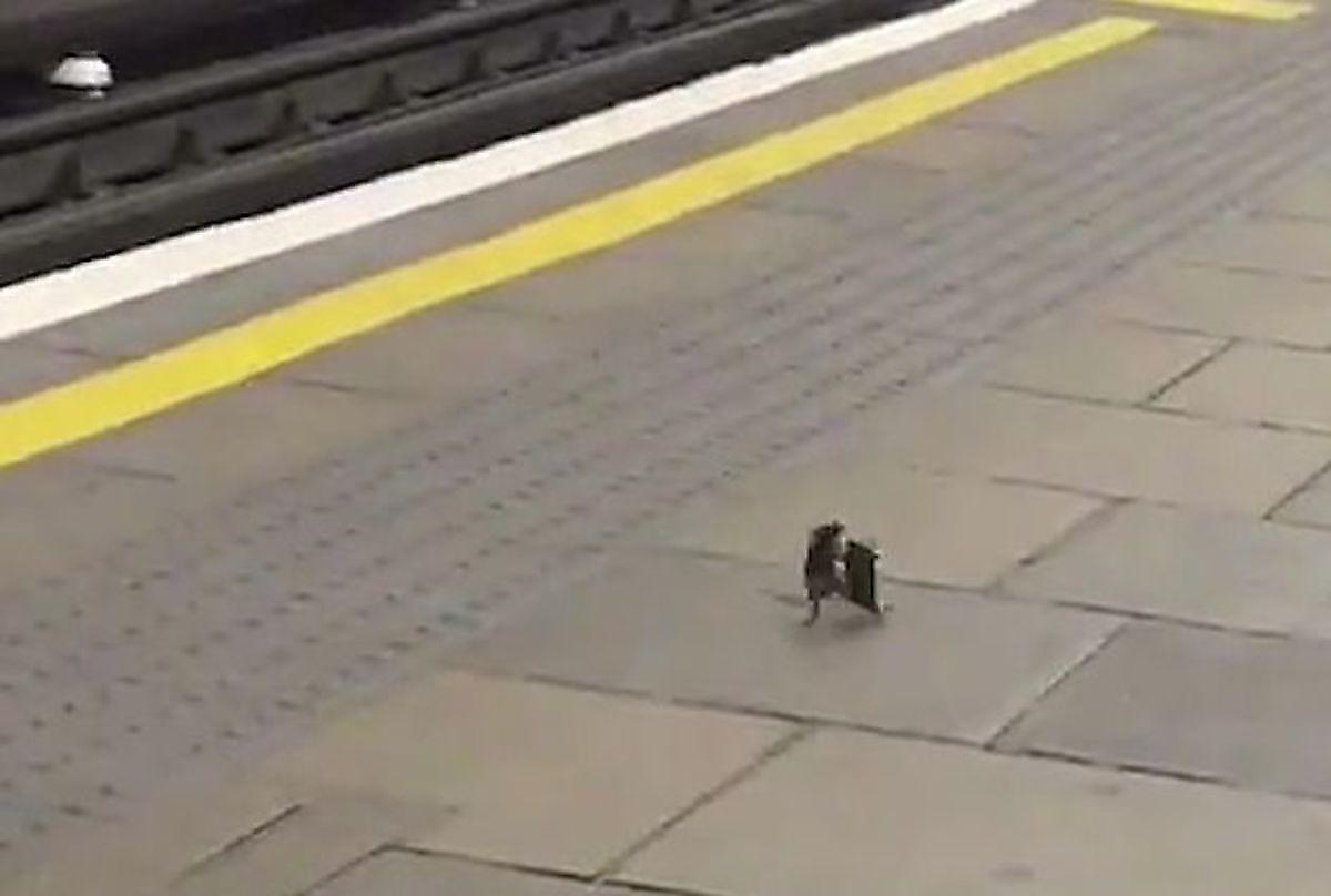 Мыши подрались, не поделив территорию пустынной станции метро в Лондоне