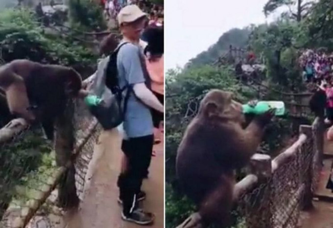Наглая обезьяна стащила бутылку у туриста в китайском заповеднике (Видео)