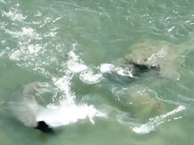 Охота дельфинов на рыбу попала на видеокамеру у побережья Флориды ▶