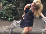 Наглый примат попытался стащить шорты с доверчивой туристки на Бали - видео