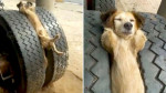 Релаксирующий на колесе пёс испугал дальнобойщика (Видео)