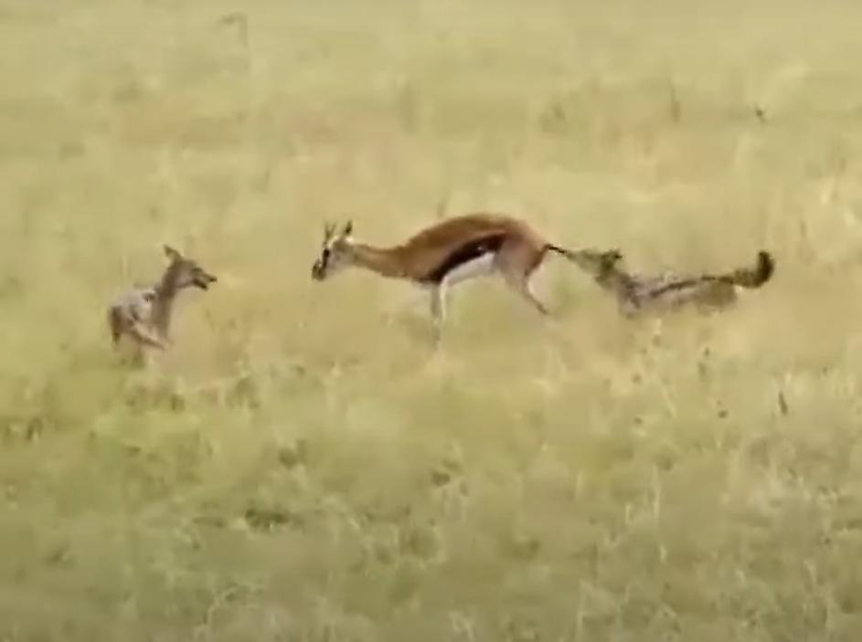 Самоуверенная антилопа проиграла противостояние с двумя шакалами в Кении