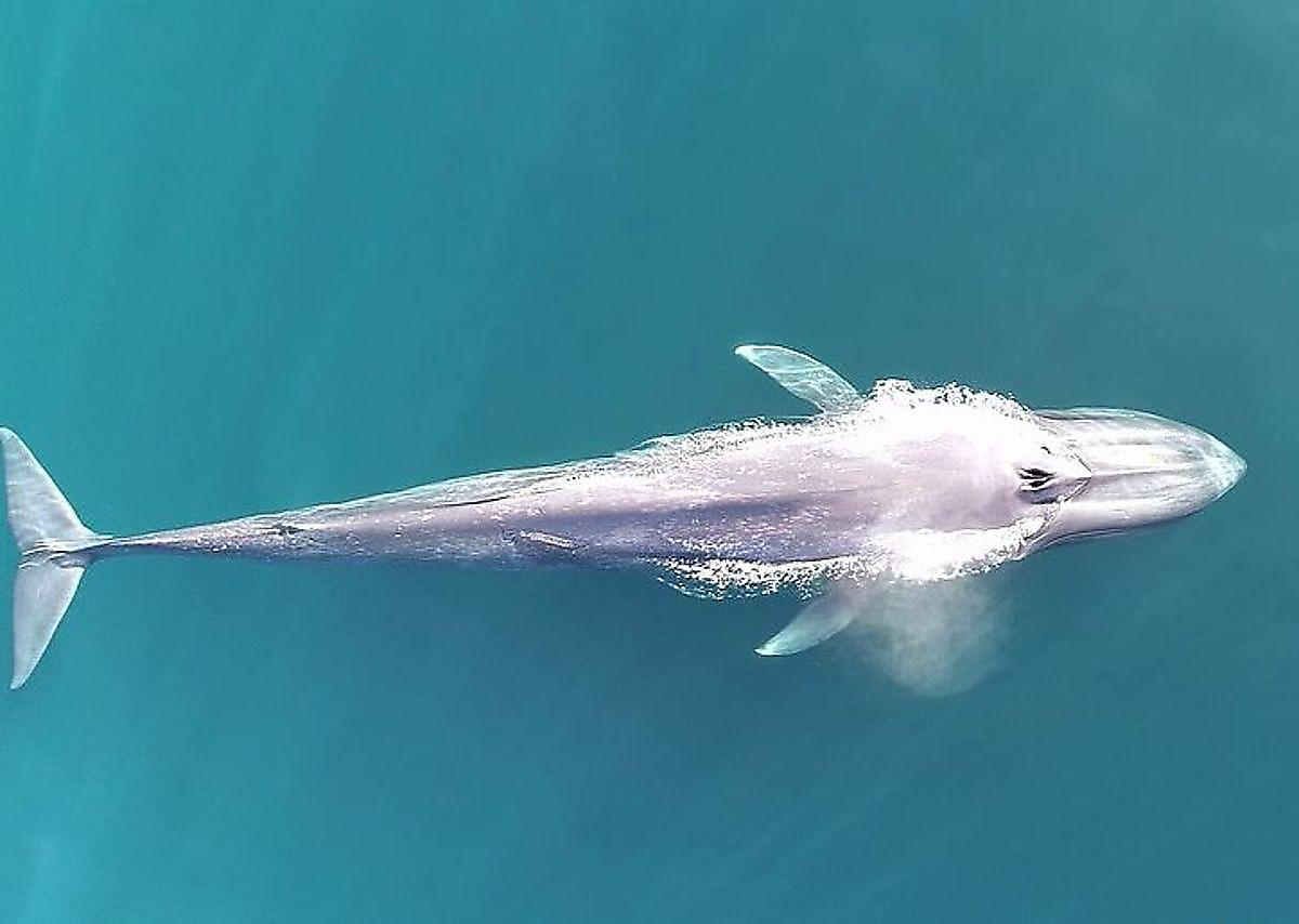 Синий кит удивил учёных цветом своих выделений ▶