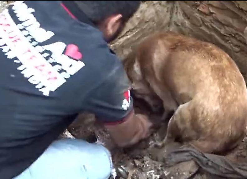 Собака помогла спасателю выкопать из-под завала своих щенков ▶