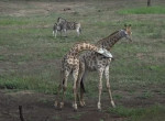 Жирафы и зебры устроили синхронные потасовки на глазах у туриста в ЮАР