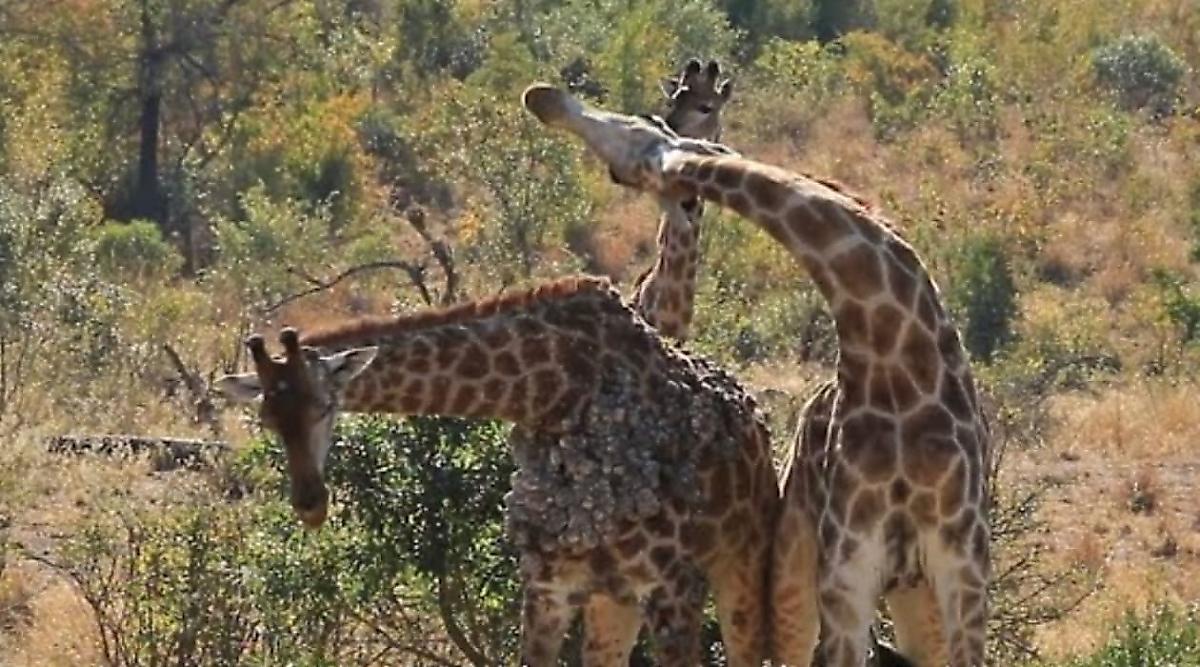 Жирафы устроили схватку за внимание самки в ЮАР