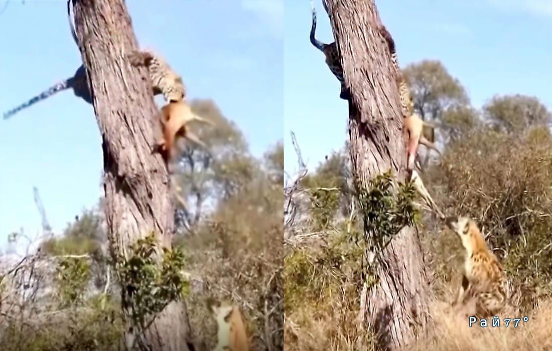 Гиена подкараулила возле дерева невезучего леопарда и забрала у него добычу: видео