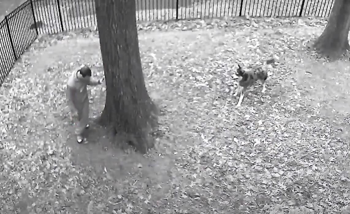 Игривый пёс, не желая идти домой, заставил хозяина погоняться за собой - видео
