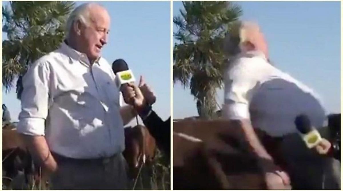 Корова напала на ветеринара и прервала интервью на аргентинском телевидении