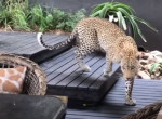 Леопард, преследуя козла, проник на территорию гостиничного домика и нарушил покой туристов в ЮАР