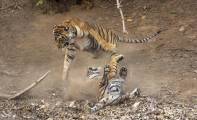 Молодая тигрица напала на взрослого тигра в индийском заповеднике (Видео) 3