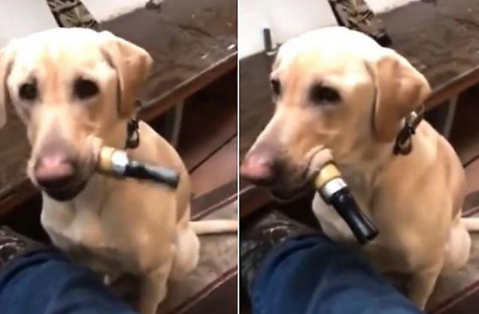 Охотник приучил своего пса исполнять утиные «арии» на манке́ (Видео)