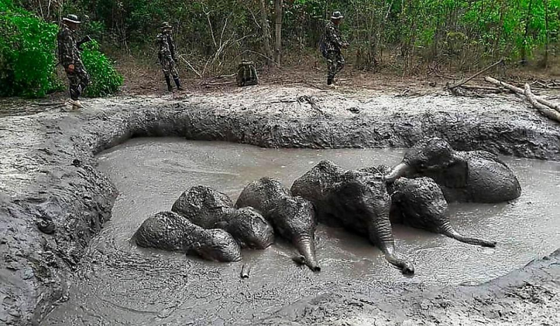 Шесть слонят угодили в грязевую ловушку в тайском заповеднике ▶