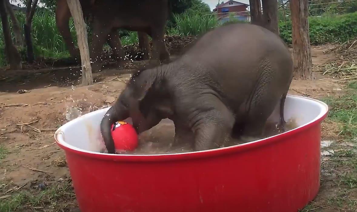 Слонёнок, устроивший водные процедуры в собственном бассейне, позабавил тайских любителей животных