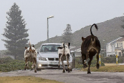Стадо сбежавших коров посеяло панику в африканской деревне 1